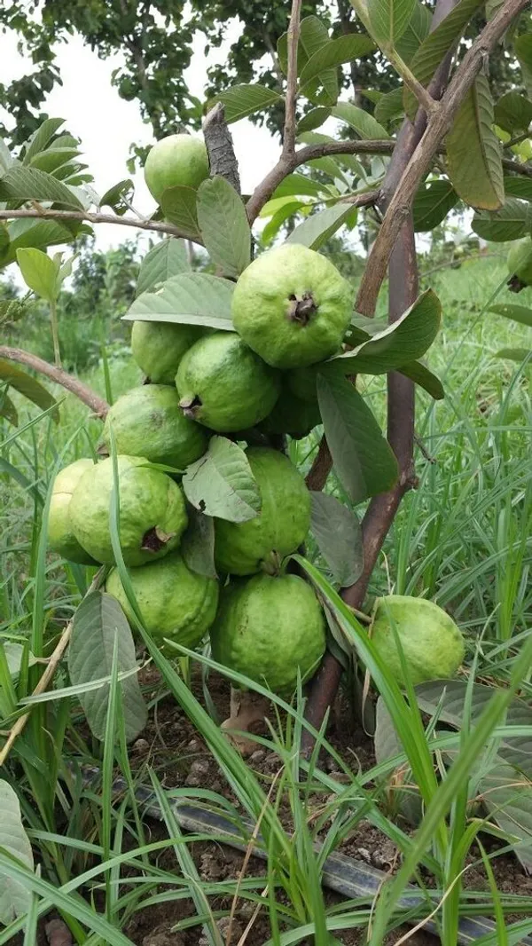 All_Time_Thai-_7_Hybrid_Guava_Fruit__Plant_&_Tree_For_Home_Gardening,_Plant_Hight_1.5-3.5_Ft_(Pack_Of_1)