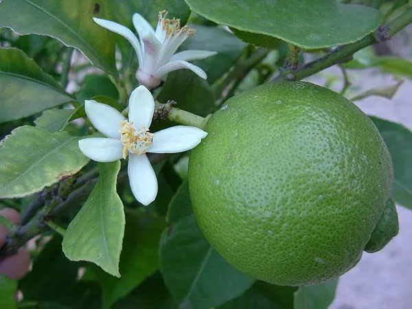 Alltime_Super_Juicy_Patti_Lemon__Fruit_Plant_&_Tree_For_Your_Home_Garden_(1.5-3.5_Ft_Height)_Pack_Of_1