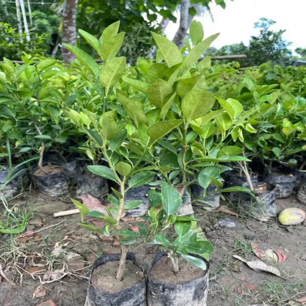 Alltime_Super_Juicy_Patti_Lemon__Fruit_Plant_&_Tree_For_Your_Home_Garden_(1.5-3.5_Ft_Height)_Pack_Of_1