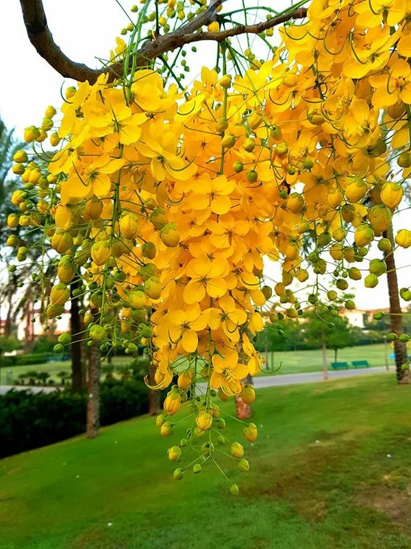 Amaltas_Flower_Plant_–_Golden_Yellow_Blooming_Tree_|_Cassia_Fistula_Ornamental_Plant