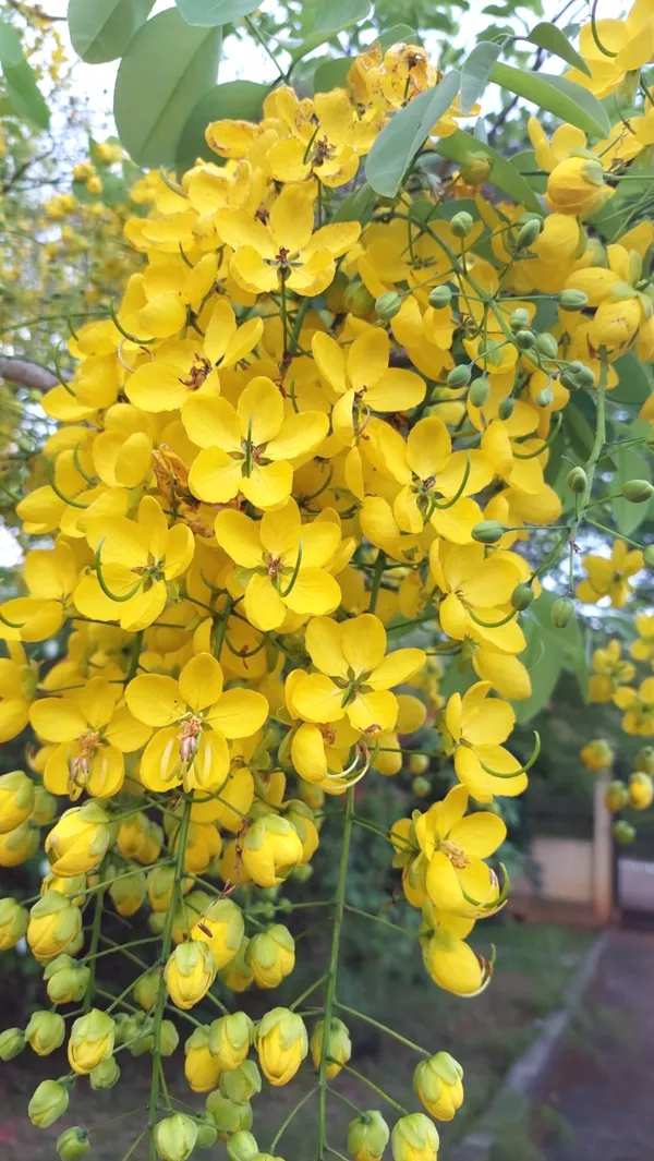 Amaltas_Flower_Plant_–_Golden_Yellow_Blooming_Tree_|_Cassia_Fistula_Ornamental_Plant