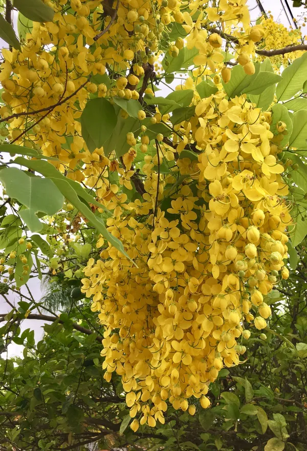 Amaltas_Flower_Plant_–_Golden_Yellow_Blooming_Tree_|_Cassia_Fistula_Ornamental_Plant