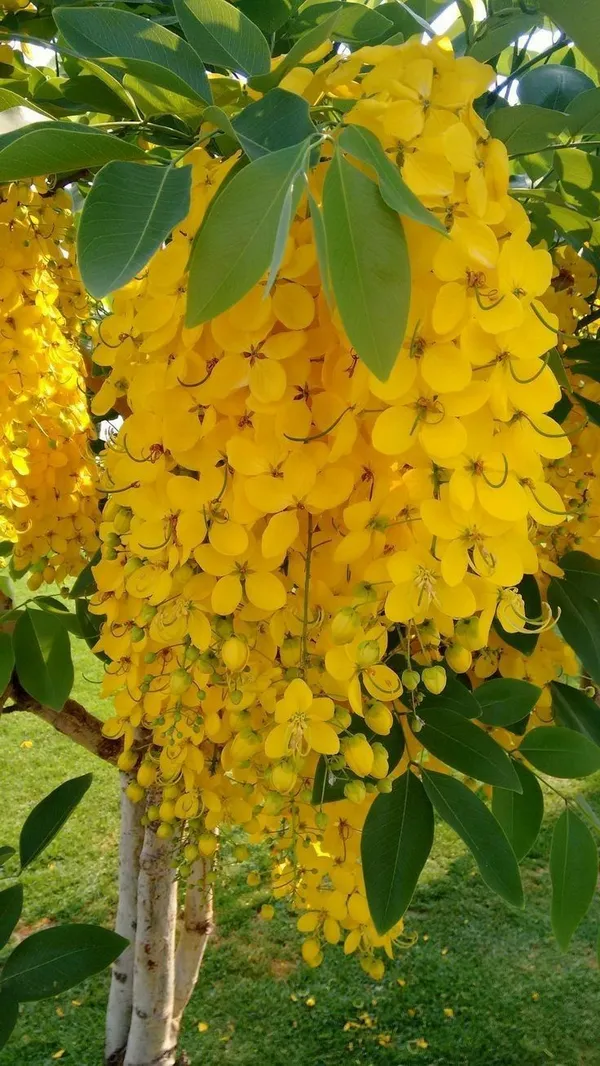 Amaltas_Flower_Plant_–_Golden_Yellow_Blooming_Tree_|_Cassia_Fistula_Ornamental_Plant