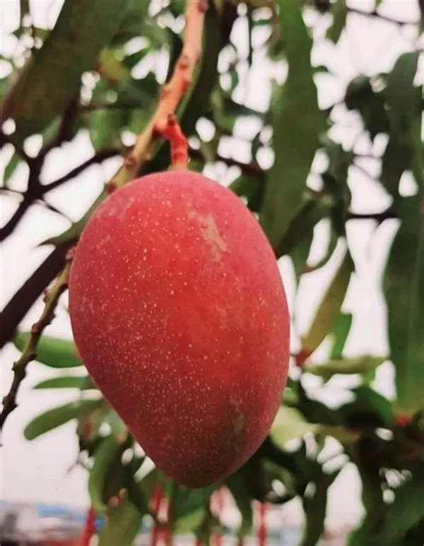 American_Red_Palmer_(Grafted)_Mango_Fruit_Plant_&_Tree_(1.5-3.5_Ft_Hight)_For_Home_Gardening,_Well_Watered_Red_Palmer_Super_Juice_Mango_Plant_(Hybrid,_Pack_Of_1)