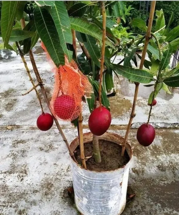 American_Red_Palmer_(Grafted)_Mango_Fruit_Plant_&_Tree_(1.5-3.5_Ft_Hight)_For_Home_Gardening,_Well_Watered_Red_Palmer_Super_Juice_Mango_Plant_(Hybrid,_Pack_Of_1)