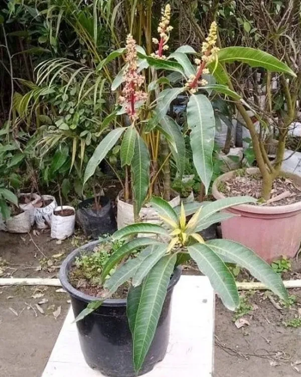 American_Red_Palmer_(Grafted)_Mango_Fruit_Plant_&_Tree_(1.5-3.5_Ft_Hight)_For_Home_Gardening,_Well_Watered_Red_Palmer_Super_Juice_Mango_Plant_(Hybrid,_Pack_Of_1)