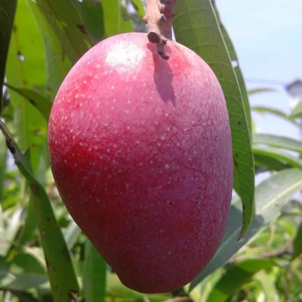 American_Red_Palmer_(Grafted)_Mango_Fruit_Plant_&_Tree_(1.5-3.5_Ft_Hight)_For_Home_Gardening,_Well_Watered_Red_Palmer_Super_Juice_Mango_Plant_(Hybrid,_Pack_Of_1)