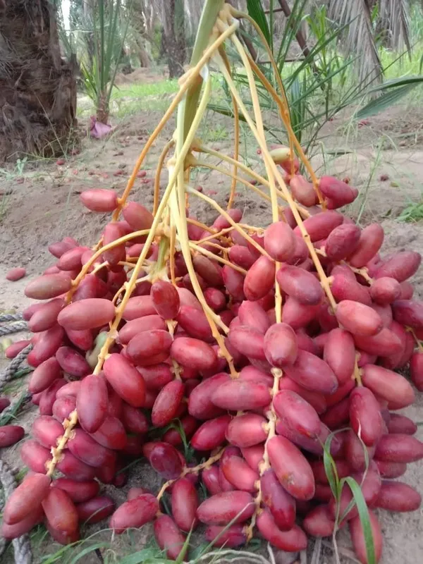 Arabian_Khajur/Date_Fruit_Plant_&_Tree_For_Your_Home_Garden_Well_Watered_Date_Palm_Age_2.5_Years_(Hybrid,_Pack_Of_1)