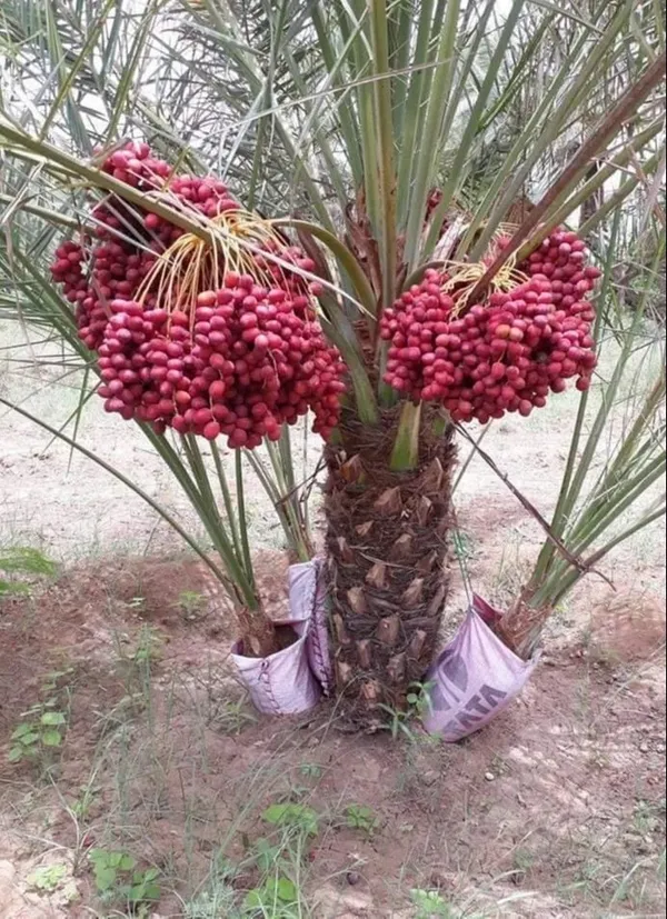 Arabian_Khajur/Date_Fruit_Plant_&_Tree_For_Your_Home_Garden_Well_Watered_Date_Palm_Age_2.5_Years_(Hybrid,_Pack_Of_1)