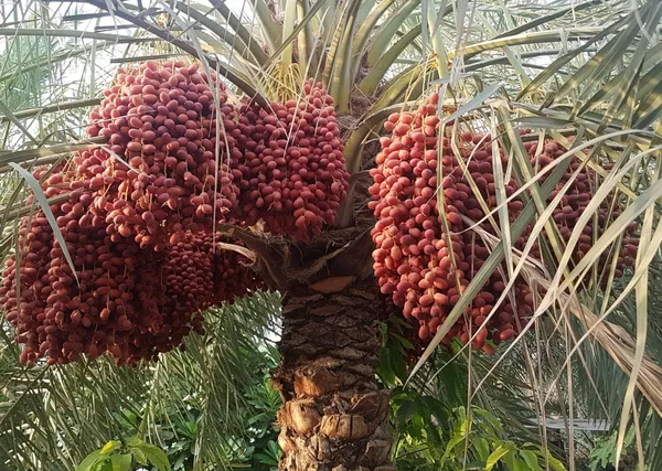 Arabian_Khajur/Date_Fruit_Plant_&_Tree_For_Your_Home_Garden_Well_Watered_Date_Palm_Age_2.5_Years_(Hybrid,_Pack_Of_1)