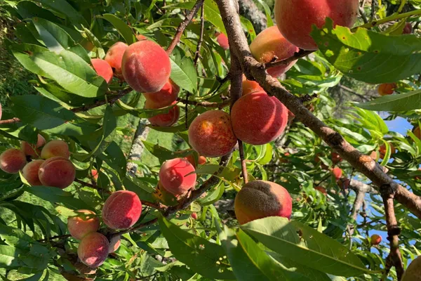 Aromatic_&_Juicy_Peach_Fruit_Plant_&_Tree_(1.5-3.5_Ft_Height)_For_Garden,_Pack_Of_1