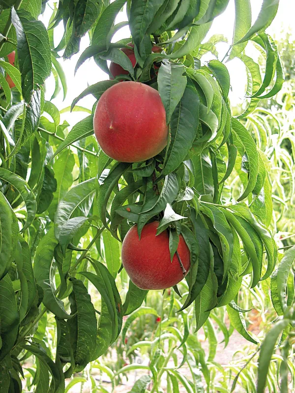 Aromatic_&_Juicy_Peach_Fruit_Plant_&_Tree_(1.5-3.5_Ft_Height)_For_Garden,_Pack_Of_1