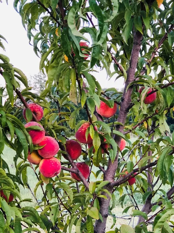 Aromatic_&_Juicy_Peach_Fruit_Plant_&_Tree_(1.5-3.5_Ft_Height)_For_Garden,_Pack_Of_1