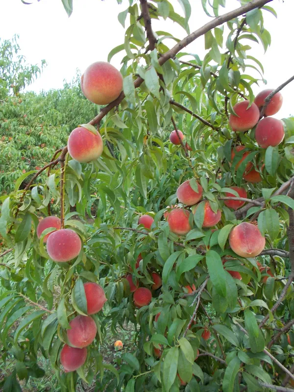 Aromatic_&_Juicy_Peach_Fruit_Plant_&_Tree_(1.5-3.5_Ft_Height)_For_Garden,_Pack_Of_1