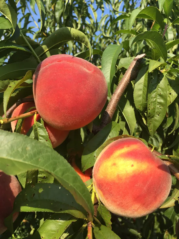 Aromatic_&_Juicy_Peach_Fruit_Plant_&_Tree_(1.5-3.5_Ft_Height)_For_Garden,_Pack_Of_1