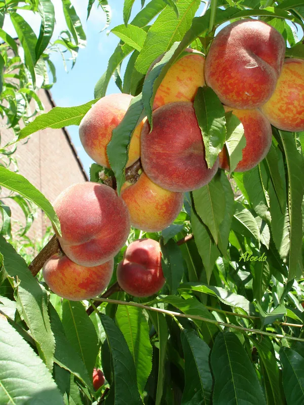 Aromatic_&_Juicy_Peach_Fruit_Plant_&_Tree_(1.5-3.5_Ft_Height)_For_Garden,_Pack_Of_1