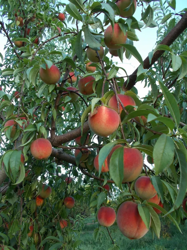 Aromatic_&_Juicy_Peach_Fruit_Plant_&_Tree_(1.5-3.5_Ft_Height)_For_Garden,_Pack_Of_1