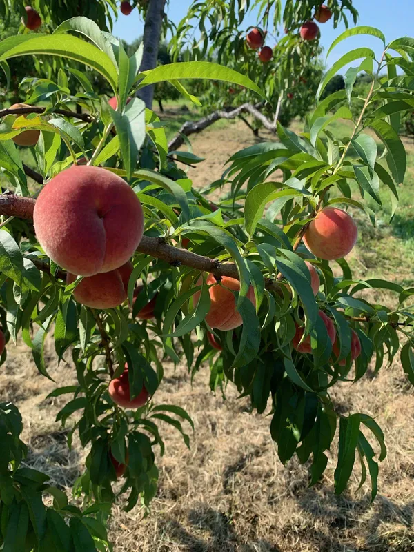 Aromatic_&_Juicy_Peach_Fruit_Plant_&_Tree_(1.5-3.5_Ft_Height)_For_Garden,_Pack_Of_1