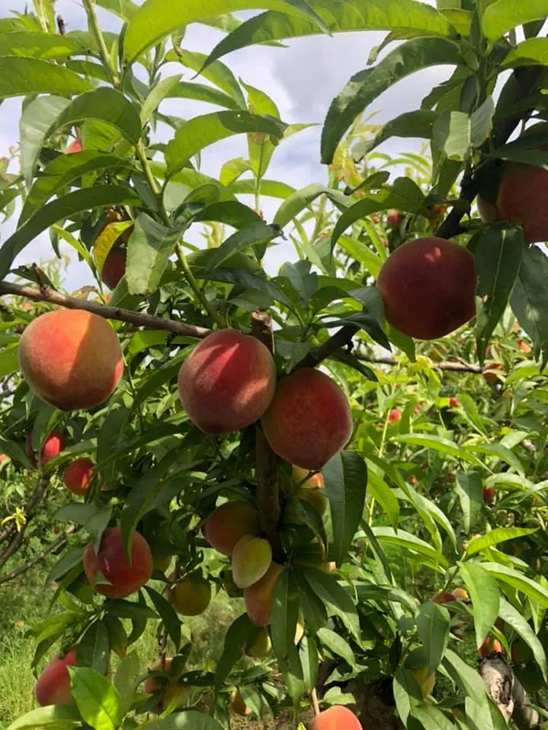 Aromatic_&_Juicy_Peach_Fruit_Plant_&_Tree_(1.5-3.5_Ft_Height)_For_Garden,_Pack_Of_1