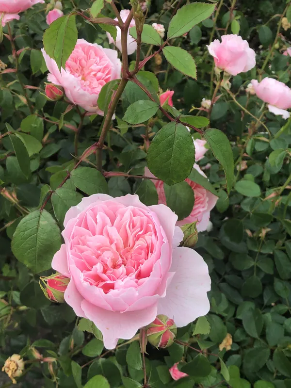 Attractive_Angle_Rose_Flower_Plant_&_Tree_(1.5-3.5_Ft_Height)_White_Rose_Enhance_Your_Home/Garden_Beauty_(Hybrid,_Pack_Of_1)