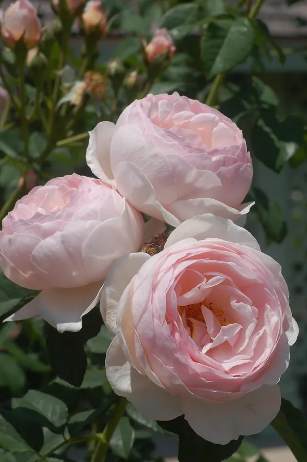 Attractive_Angle_Rose_Flower_Plant_&_Tree_(1.5-3.5_Ft_Height)_White_Rose_Enhance_Your_Home/Garden_Beauty_(Hybrid,_Pack_Of_1)