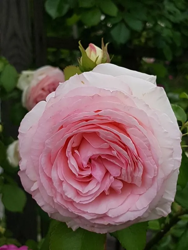 Attractive_Angle_Rose_Flower_Plant_&_Tree_(1.5-3.5_Ft_Height)_White_Rose_Enhance_Your_Home/Garden_Beauty_(Hybrid,_Pack_Of_1)