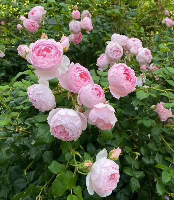 Attractive_Angle_Rose_Flower_Plant_&_Tree_(1.5-3.5_Ft_Height)_White_Rose_Enhance_Your_Home/Garden_Beauty_(Hybrid,_Pack_Of_1)