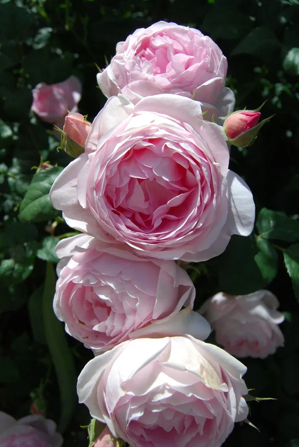 Attractive_Angle_Rose_Flower_Plant_&_Tree_(1.5-3.5_Ft_Height)_White_Rose_Enhance_Your_Home/Garden_Beauty_(Hybrid,_Pack_Of_1)