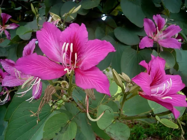 Attractive_Bauhinia_Flower_Plant_&_Tree_(1.5-3.5_Ft_Height)_For_Enhance_Your_Home/Garden_Beauty,_Pack_Of_1