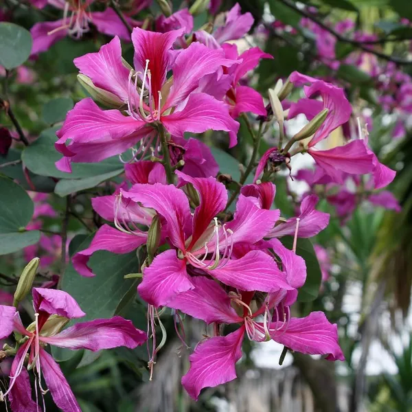 Attractive_Bauhinia_Flower_Plant_&_Tree_(1.5-3.5_Ft_Height)_For_Enhance_Your_Home/Garden_Beauty,_Pack_Of_1