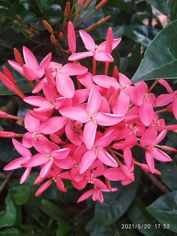 Attractive_Deep_Pink_Ixora_Flower_Plant_&_Tree_(1.5-3.5_Ft_Height)_For_Your_Sweet_Home_Decor/Gardening,_Pack_Of_1