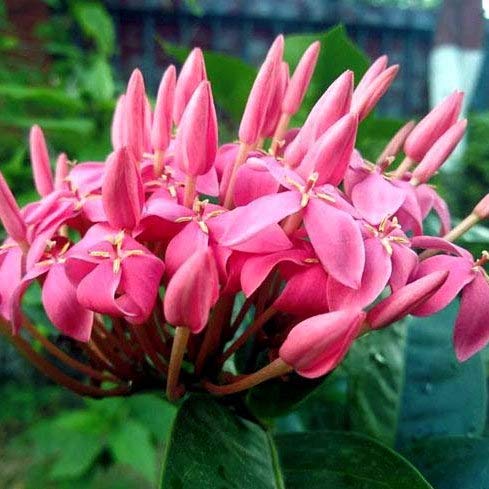 Attractive_Deep_Pink_Ixora_Flower_Plant_&_Tree_(1.5-3.5_Ft_Height)_For_Your_Sweet_Home_Decor/Gardening,_Pack_Of_1
