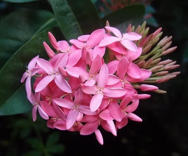 Attractive_Deep_Pink_Ixora_Flower_Plant_&_Tree_(1.5-3.5_Ft_Height)_For_Your_Sweet_Home_Decor/Gardening,_Pack_Of_1
