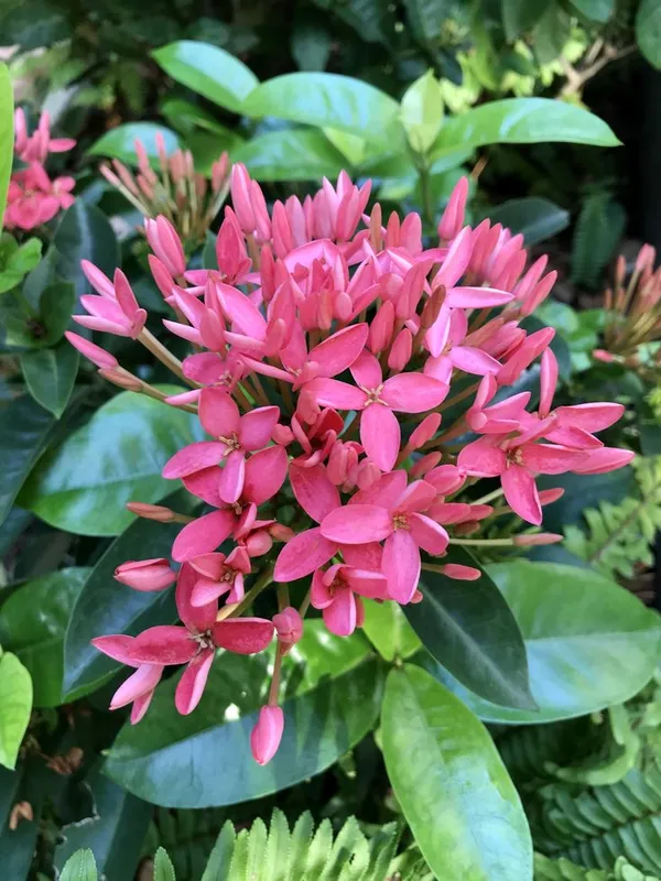 Attractive_Deep_Pink_Ixora_Flower_Plant_&_Tree_(1.5-3.5_Ft_Height)_For_Your_Sweet_Home_Decor/Gardening,_Pack_Of_1