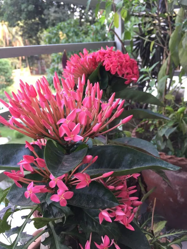 Attractive_Deep_Pink_Ixora_Flower_Plant_&_Tree_(1.5-3.5_Ft_Height)_For_Your_Sweet_Home_Decor/Gardening,_Pack_Of_1