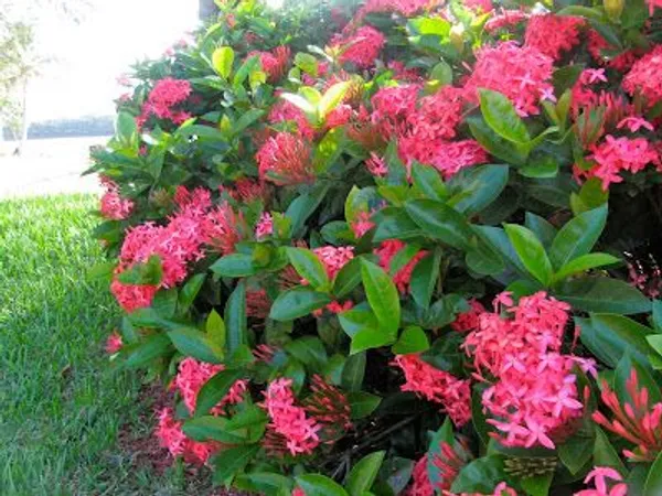 Attractive_Deep_Pink_Ixora_Flower_Plant_&_Tree_(1.5-3.5_Ft_Height)_For_Your_Sweet_Home_Decor/Gardening,_Pack_Of_1