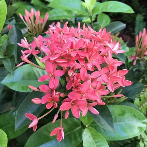 Attractive_Deep_Pink_Ixora_Flower_Plant_&_Tree_(1.5-3.5_Ft_Height)_For_Your_Sweet_Home_Decor/Gardening,_Pack_Of_1