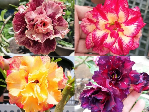 Attractive_Desert_Rose_Adenium_Flower_Plant_For_Enhance_Your_Home_Garden_Beauty_(Pack_Of_4)