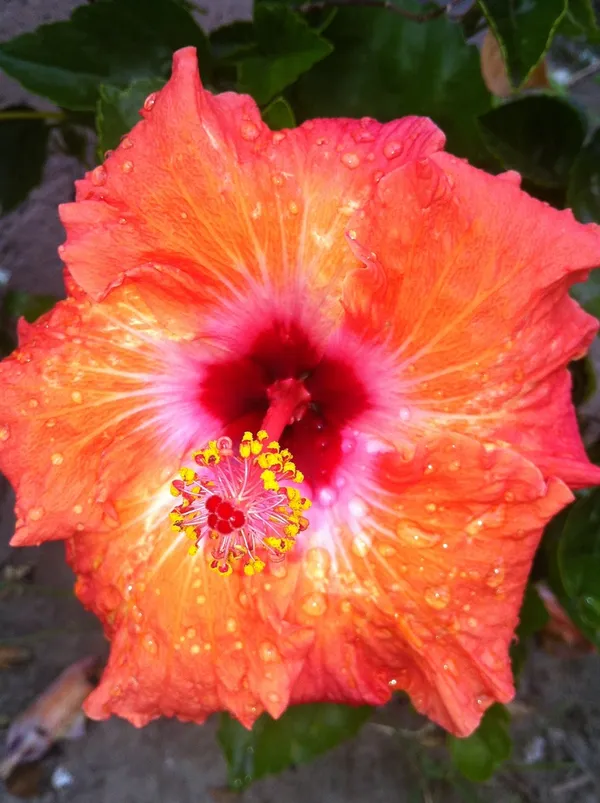 Attractive_Glossy_Orange_Hibiscus_Flower_Plant_&_Tree_(1.5-3.5_Ft_Height)_For_Enhance_Your_Home_Garden,_Pack_Of_1