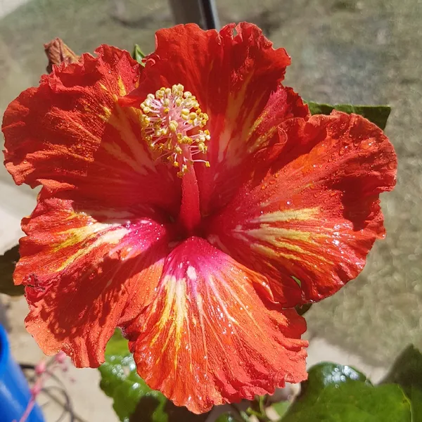 Attractive_Glossy_Orange_Hibiscus_Flower_Plant_&_Tree_(1.5-3.5_Ft_Height)_For_Enhance_Your_Home_Garden,_Pack_Of_1