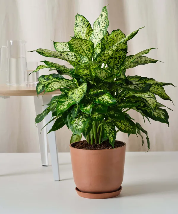 Attractive_Leaves_Dieffenbachia_Best_House_Plant_For_Your_Home/Office_Decor,_Dieffenbachia_Enhance_Your_Garden_Beauty_(Air_Purifying,_Pack_Of_1)