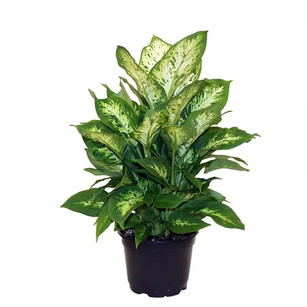 Attractive_Leaves_Dieffenbachia_Best_House_Plant_For_Your_Home/Office_Decor,_Dieffenbachia_Enhance_Your_Garden_Beauty_(Air_Purifying,_Pack_Of_1)