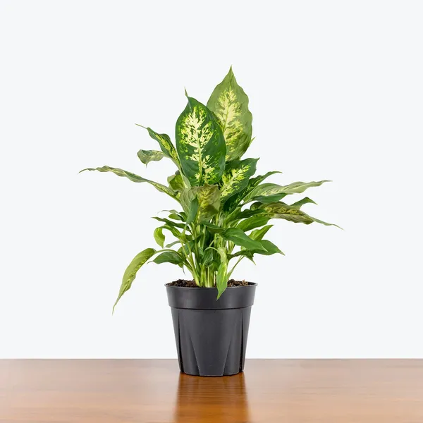 Attractive_Leaves_Dieffenbachia_Best_House_Plant_For_Your_Home/Office_Decor,_Dieffenbachia_Enhance_Your_Garden_Beauty_(Air_Purifying,_Pack_Of_1)