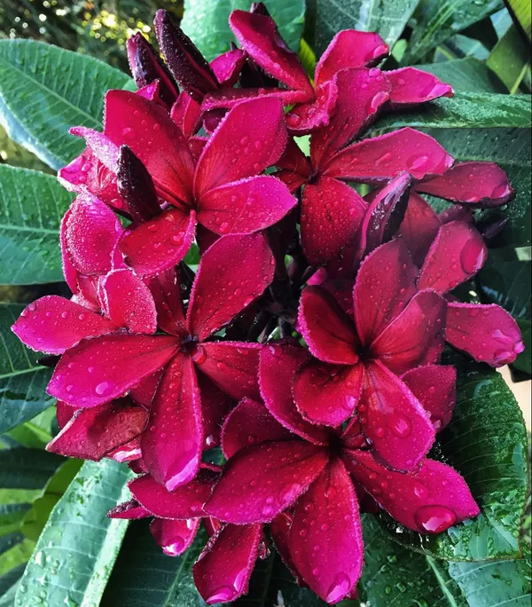 Attractive_Maroon_Plumeria/Kathgolap_Flower_Plant_&_Tree_For_Home_Garden_(Pack_Of_1)
