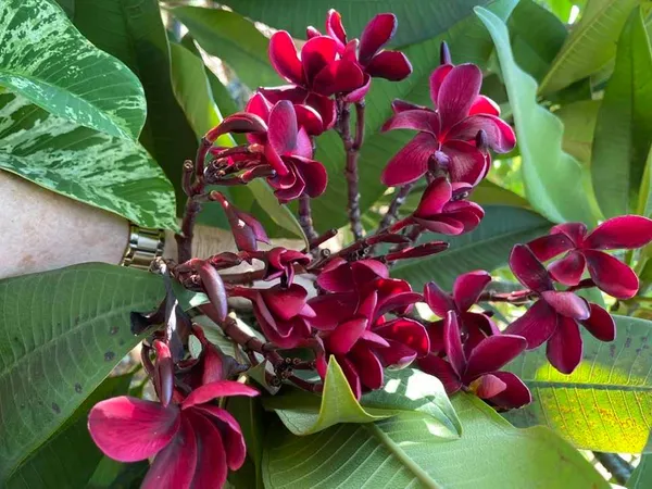 Attractive_Maroon_Plumeria/Kathgolap_Flower_Plant_&_Tree_For_Home_Garden_(Pack_Of_1)