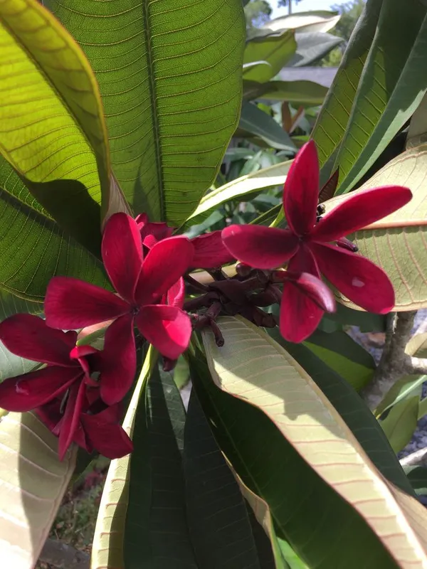 Attractive_Maroon_Plumeria/Kathgolap_Flower_Plant_&_Tree_For_Home_Garden_(Pack_Of_1)