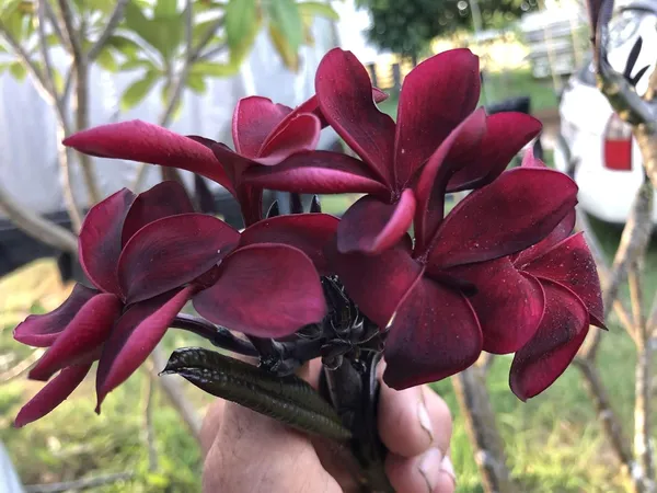 Attractive_Maroon_Plumeria/Kathgolap_Flower_Plant_&_Tree_For_Home_Garden_(Pack_Of_1)