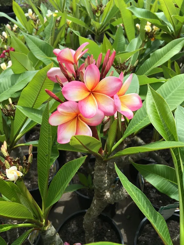 Attractive_Pink_Kathgolap_Flower_Plant_&_Tree_For_Garden_(1.5-3.5_Ft_Height)_Pack_Of_1