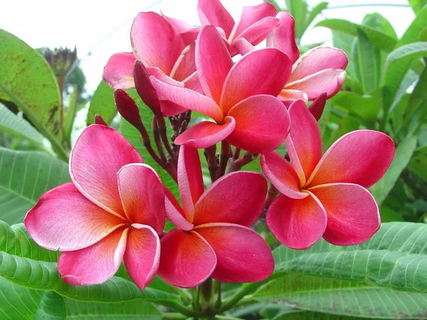 Attractive_Pink_Kathgolap_Flower_Plant_&_Tree_For_Garden_(1.5-3.5_Ft_Height)_Pack_Of_1