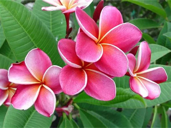 Attractive_Pink_Kathgolap_Flower_Plant_&_Tree_For_Garden_(1.5-3.5_Ft_Height)_Pack_Of_1